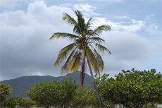 St. Martin See & Sea Tour cruise excursion